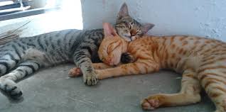 Most Common Cat Health Issues